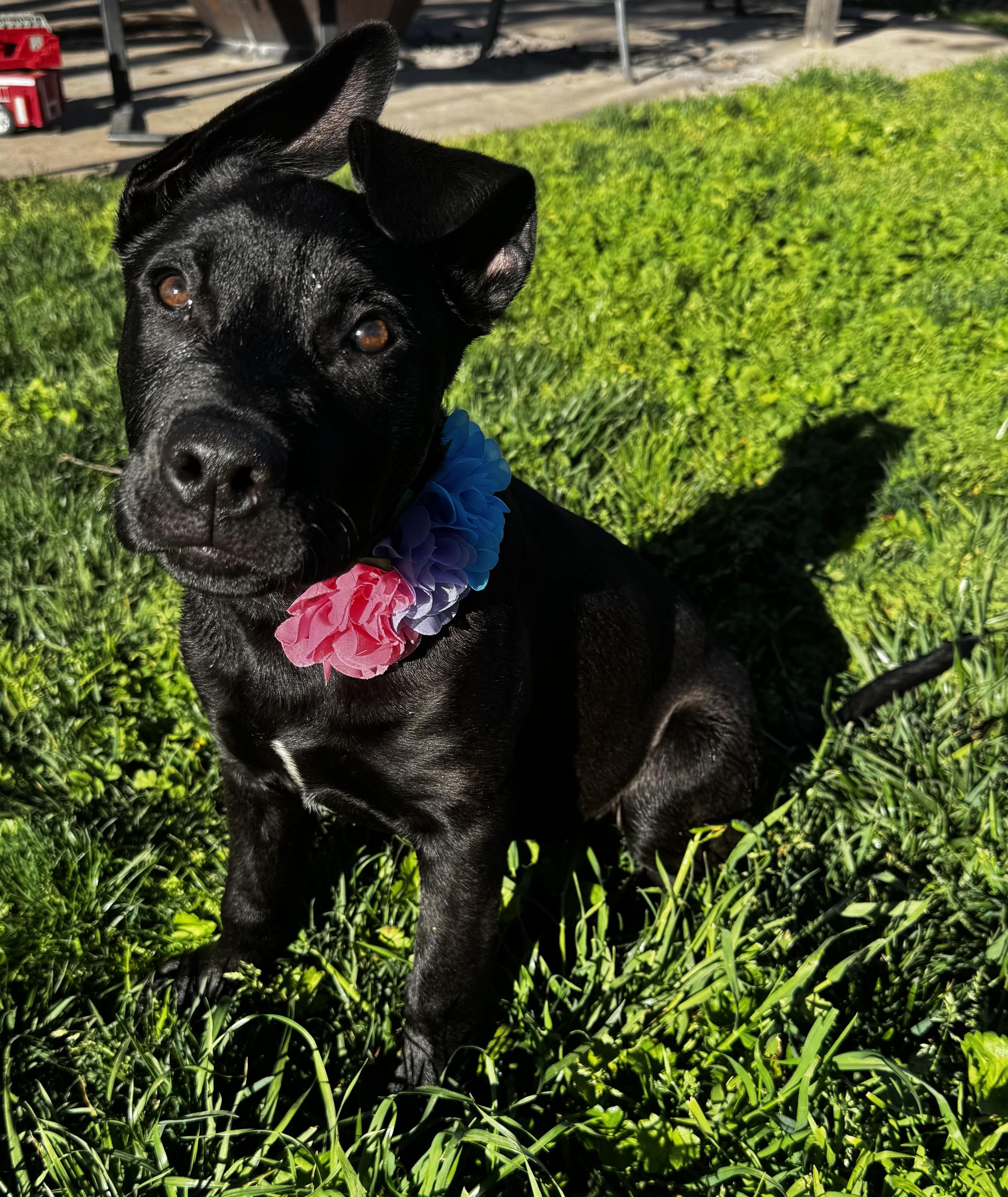 Enlarge Lily, an adopted mixed breed in Lincoln, CA image 1/5