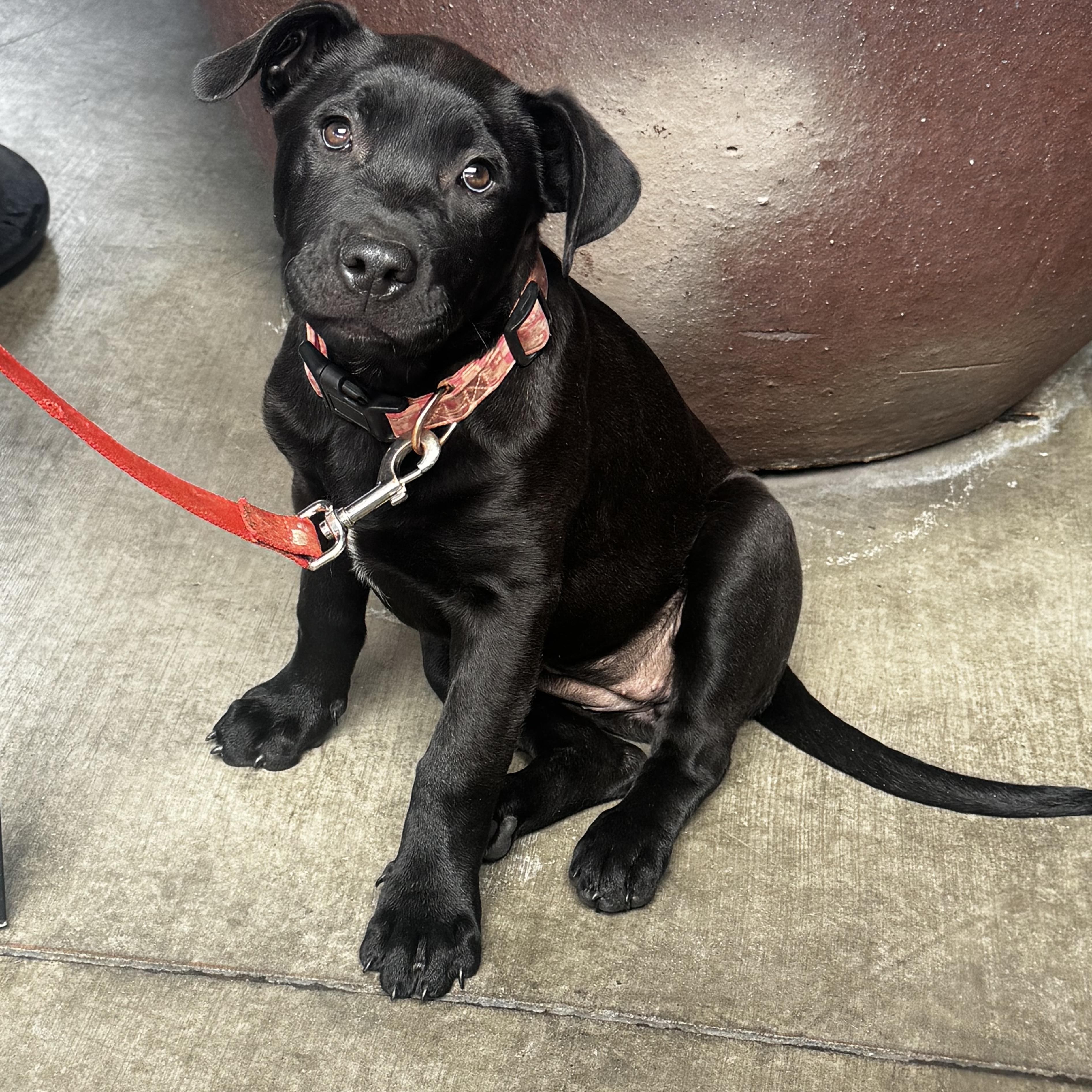Enlarge Lily, a ADOPTABLE mixed breed in Lincoln, CA image 4/5