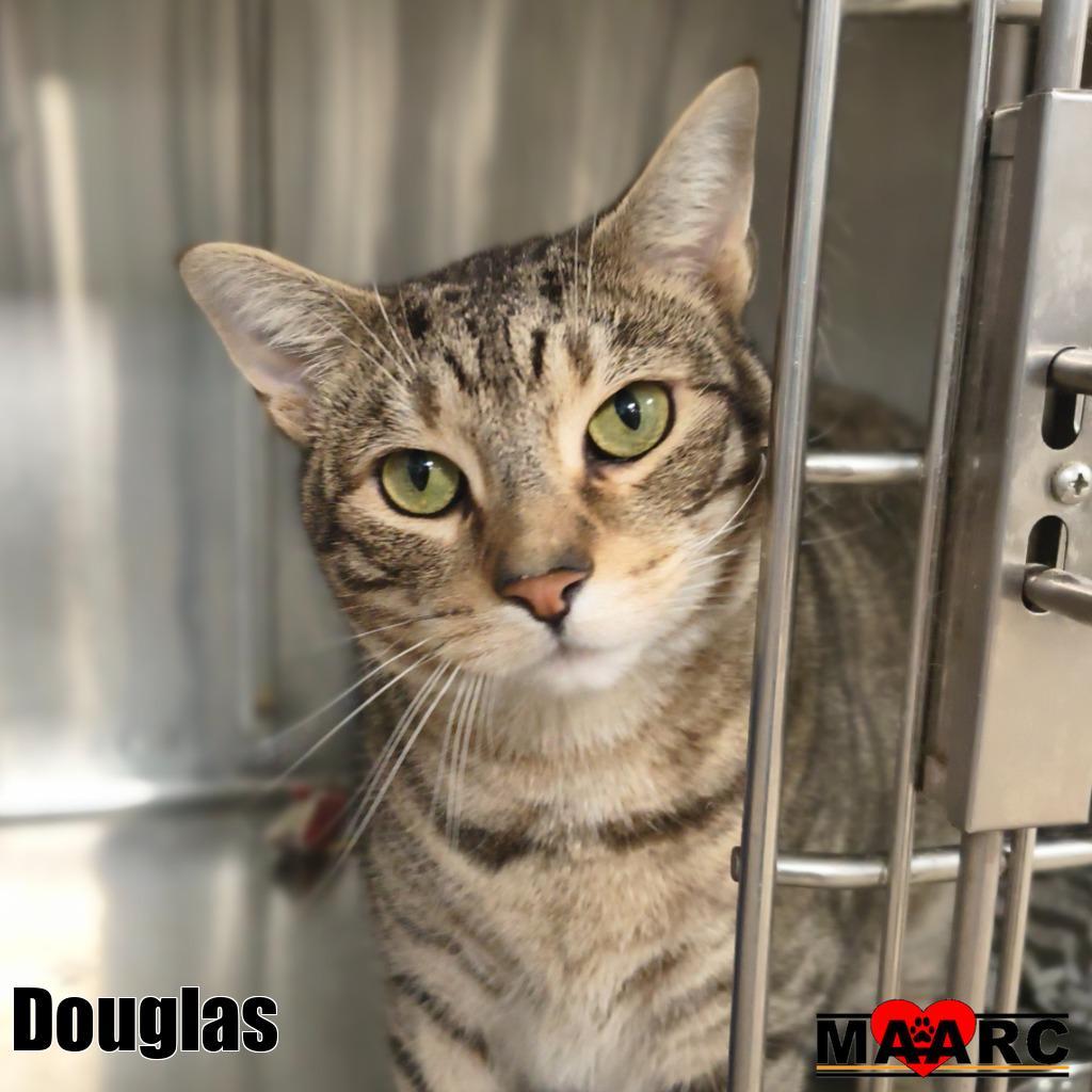 Enlarge Douglas, a Adoptable mixed breed in Maryville, TN image 1/4