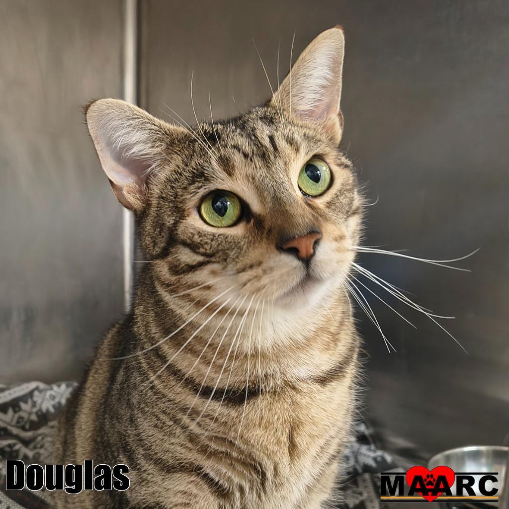 Enlarge Douglas, a Adoptable mixed breed in Maryville, TN image 2/4