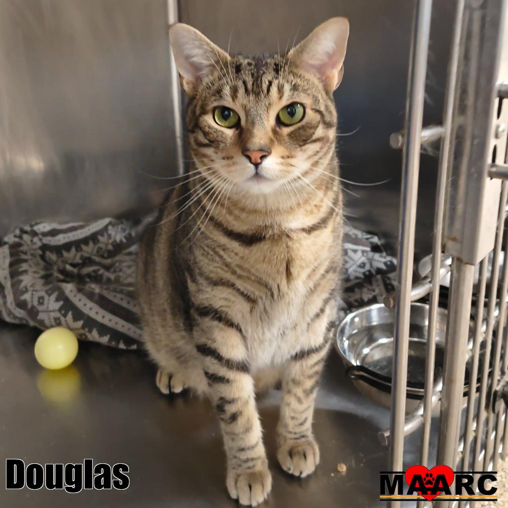 Enlarge Douglas, a Adoptable mixed breed in Maryville, TN image 3/4