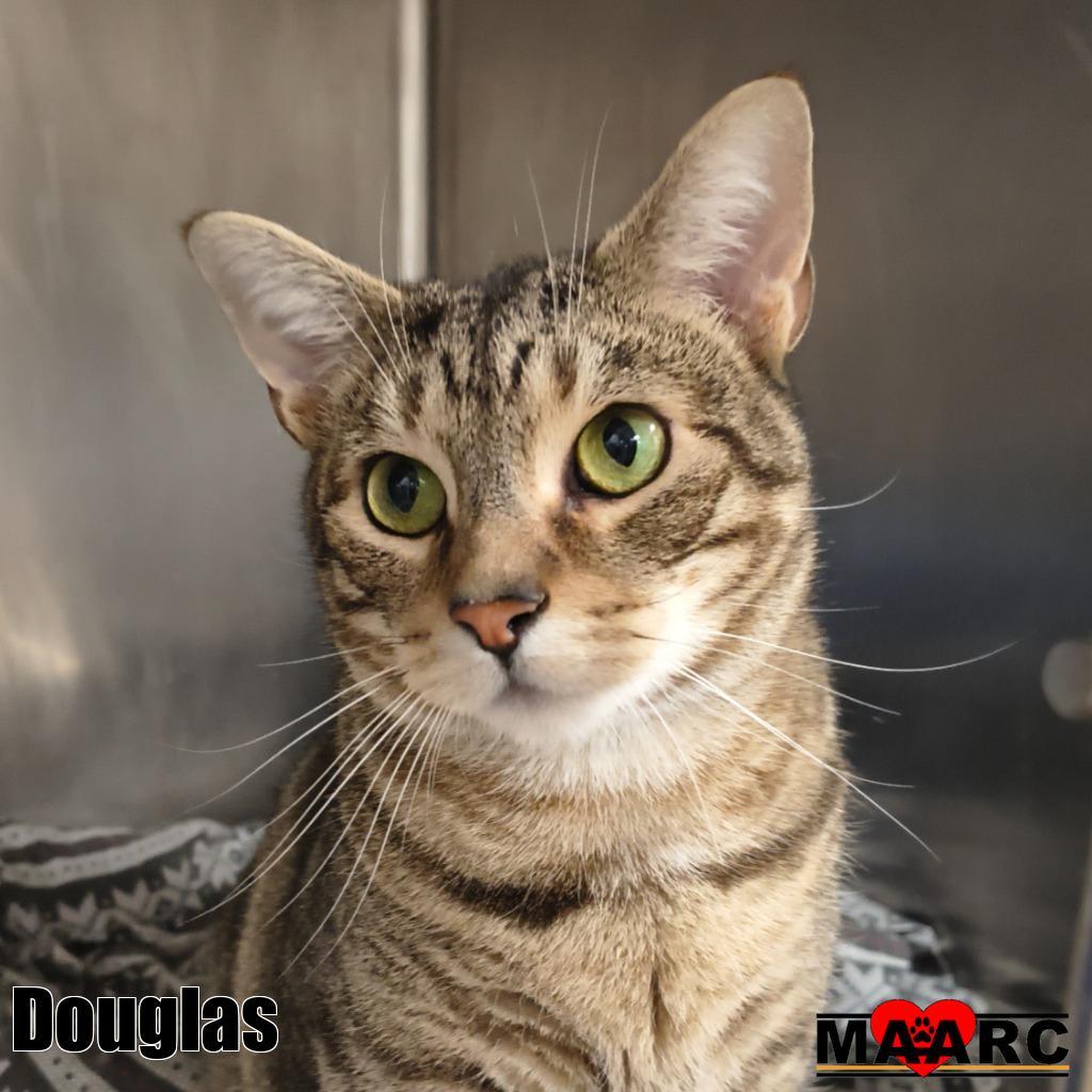 Enlarge Douglas, a Adoptable mixed breed in Maryville, TN image 4/4