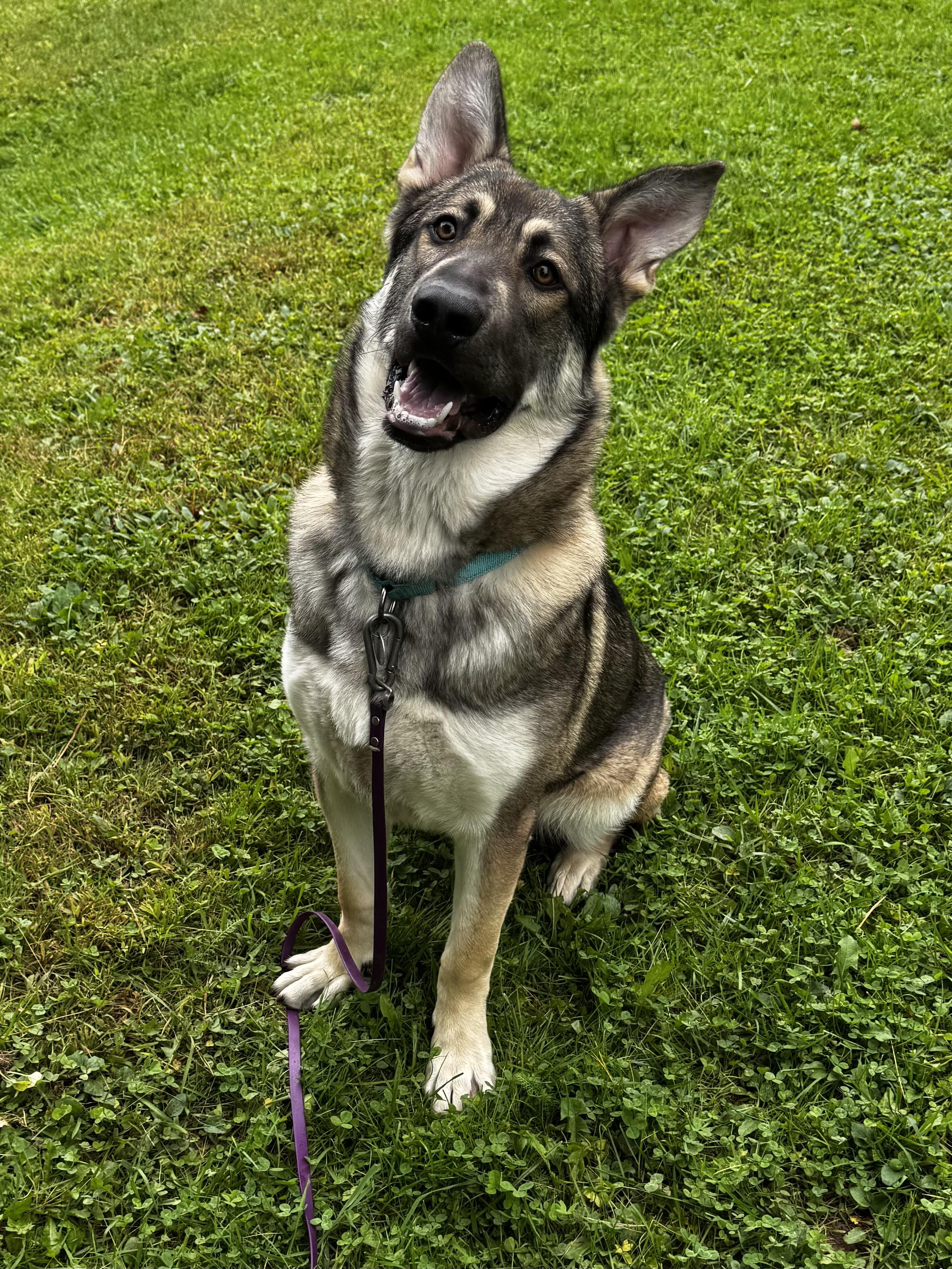 Manny, Adoptable, Young Male German Shepherd Dog.