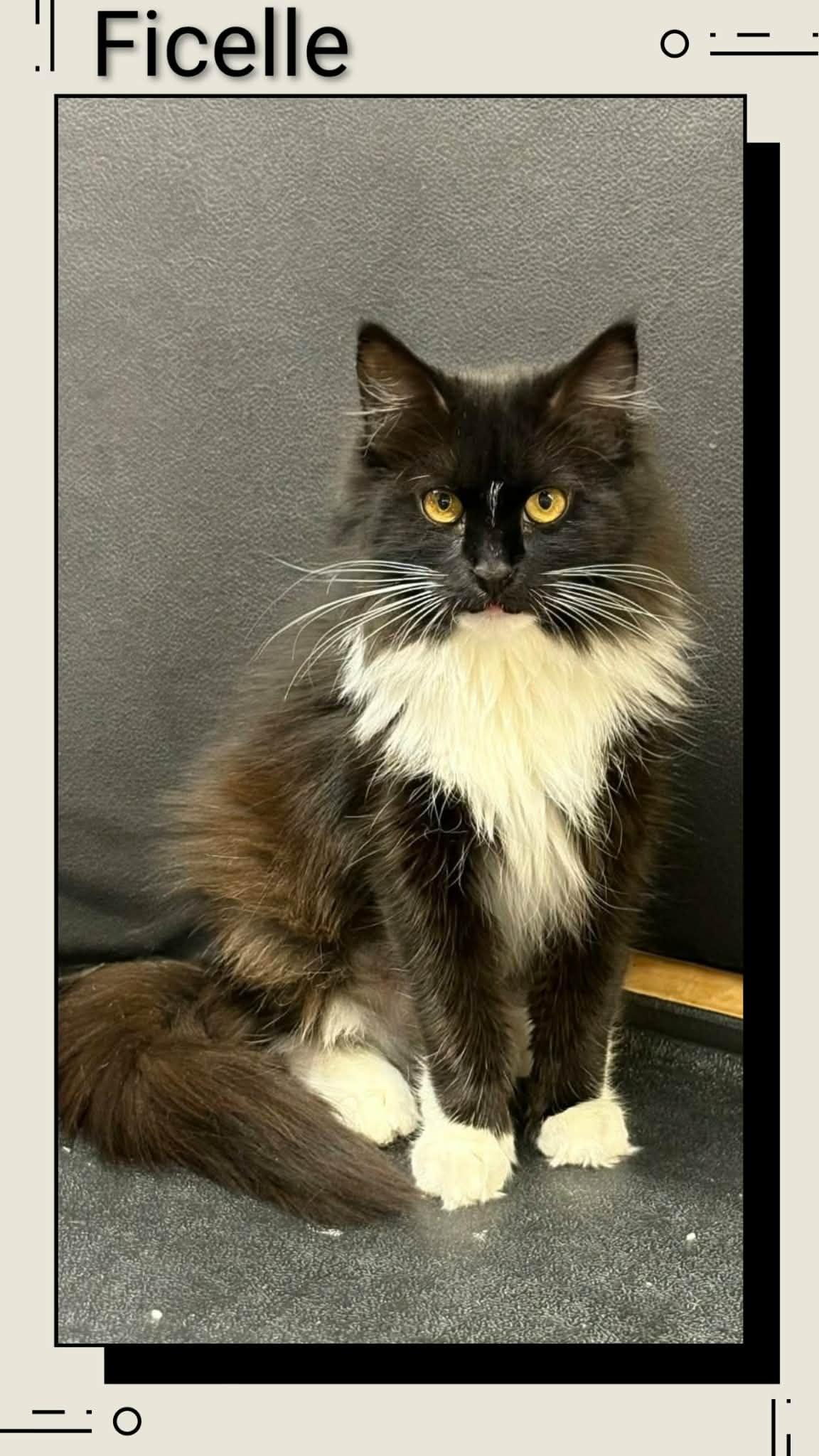 Enlarge Ficelle, a Adoptable Domestic Medium Hair in Caistor Centre, ON image 1/1