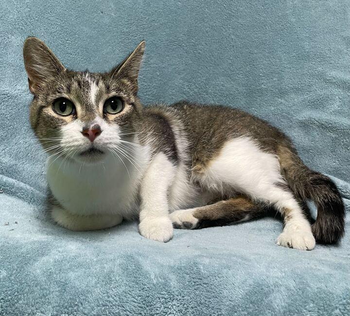 Hailstorm, a ADOPTABLE Domestic Short Hair in Jackson, MI image 4/6