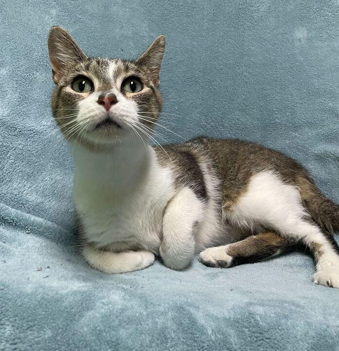 Hailstorm, a ADOPTABLE Domestic Short Hair in Jackson, MI image 3/6