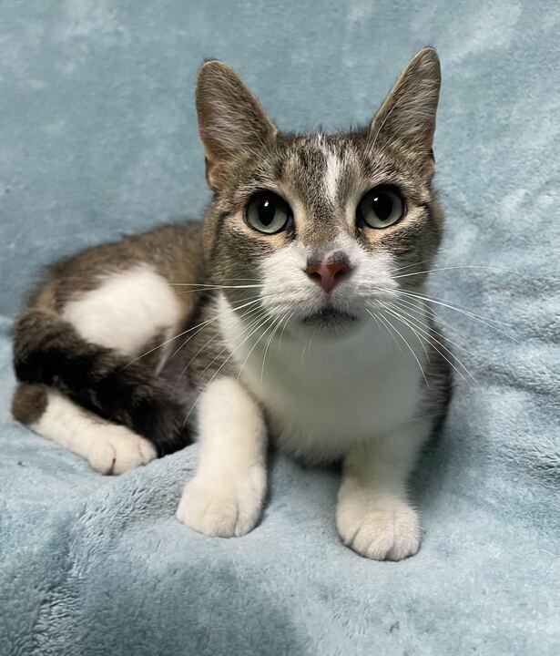 Hailstorm, ADOPTABLE, Adult Female Domestic Short Hair.