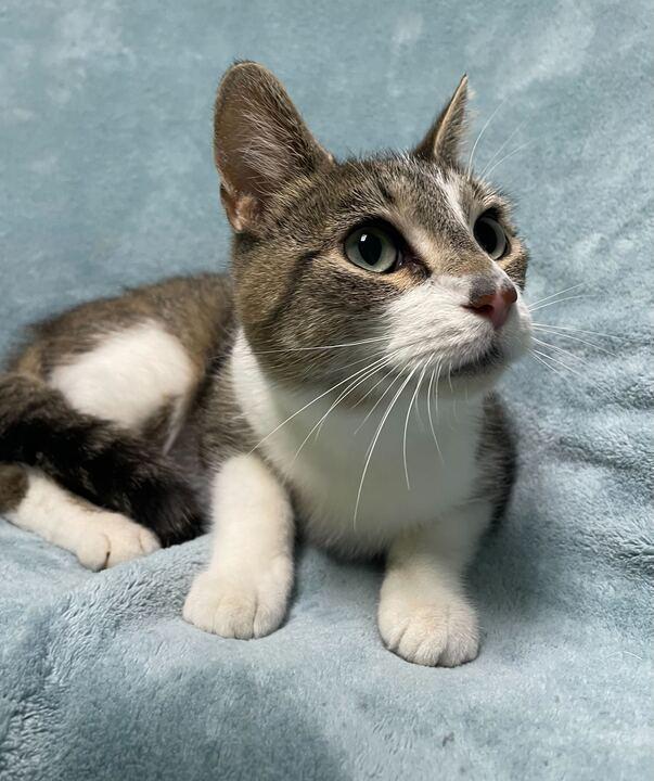 Hailstorm, a ADOPTABLE Domestic Short Hair in Jackson, MI image 2/6
