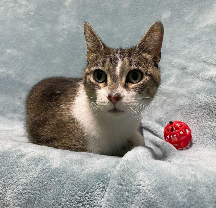 Hailstorm, a ADOPTABLE Domestic Short Hair in Jackson, MI image 6/6