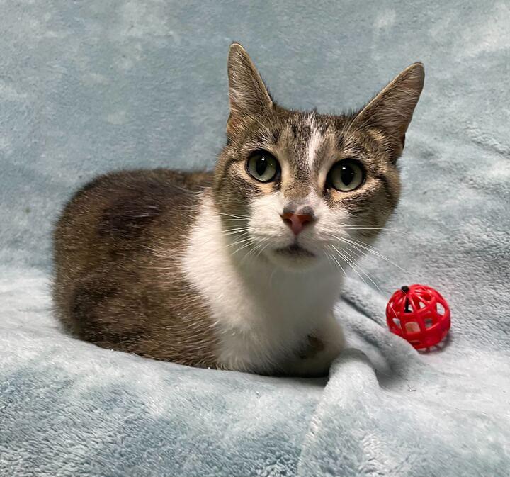 Hailstorm, a ADOPTABLE Domestic Short Hair in Jackson, MI image 5/6