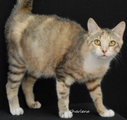 Candace Flynn, Young Female Torbie