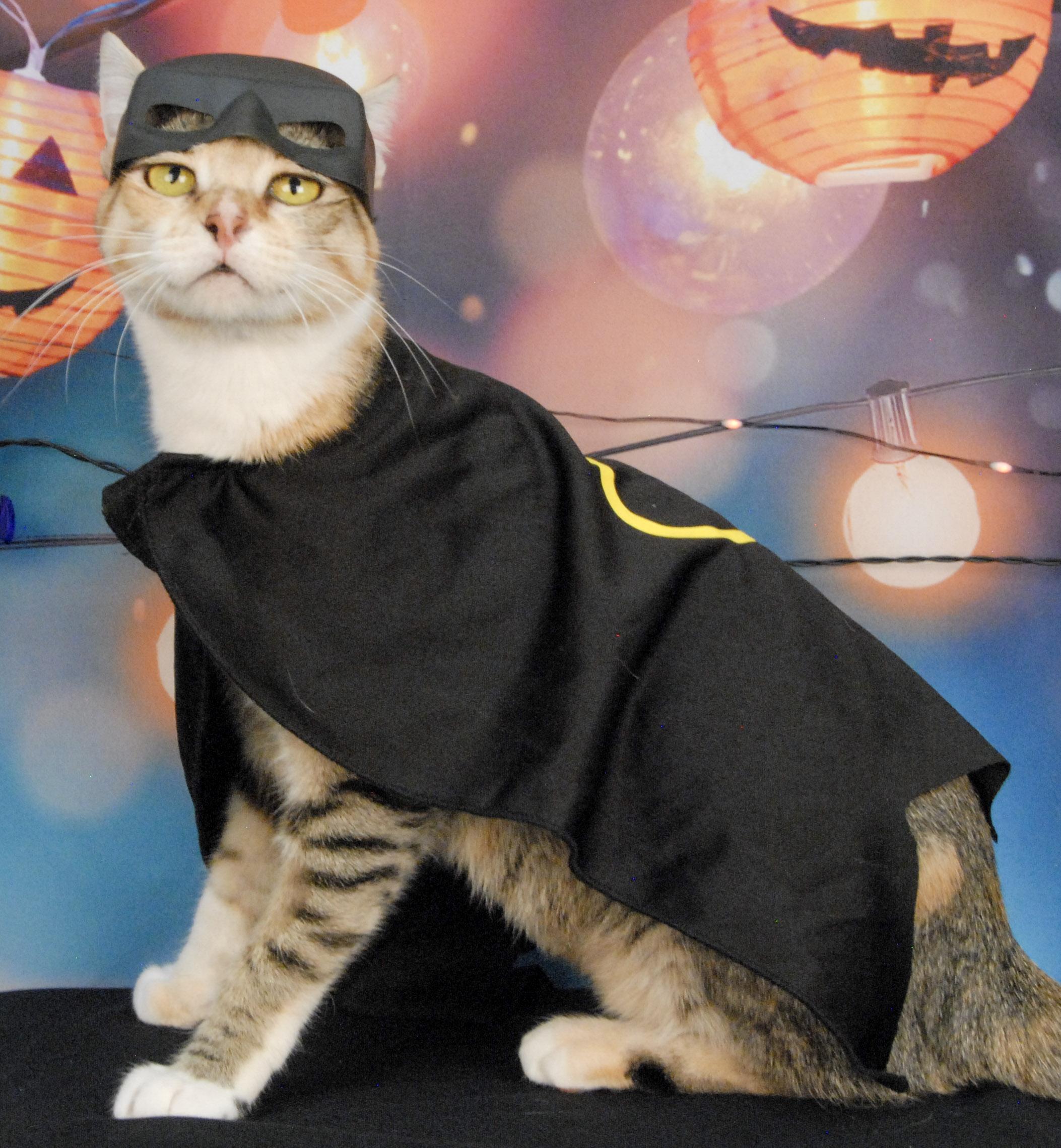 Candace Flynn, Adoptable, Young Female Torbie.