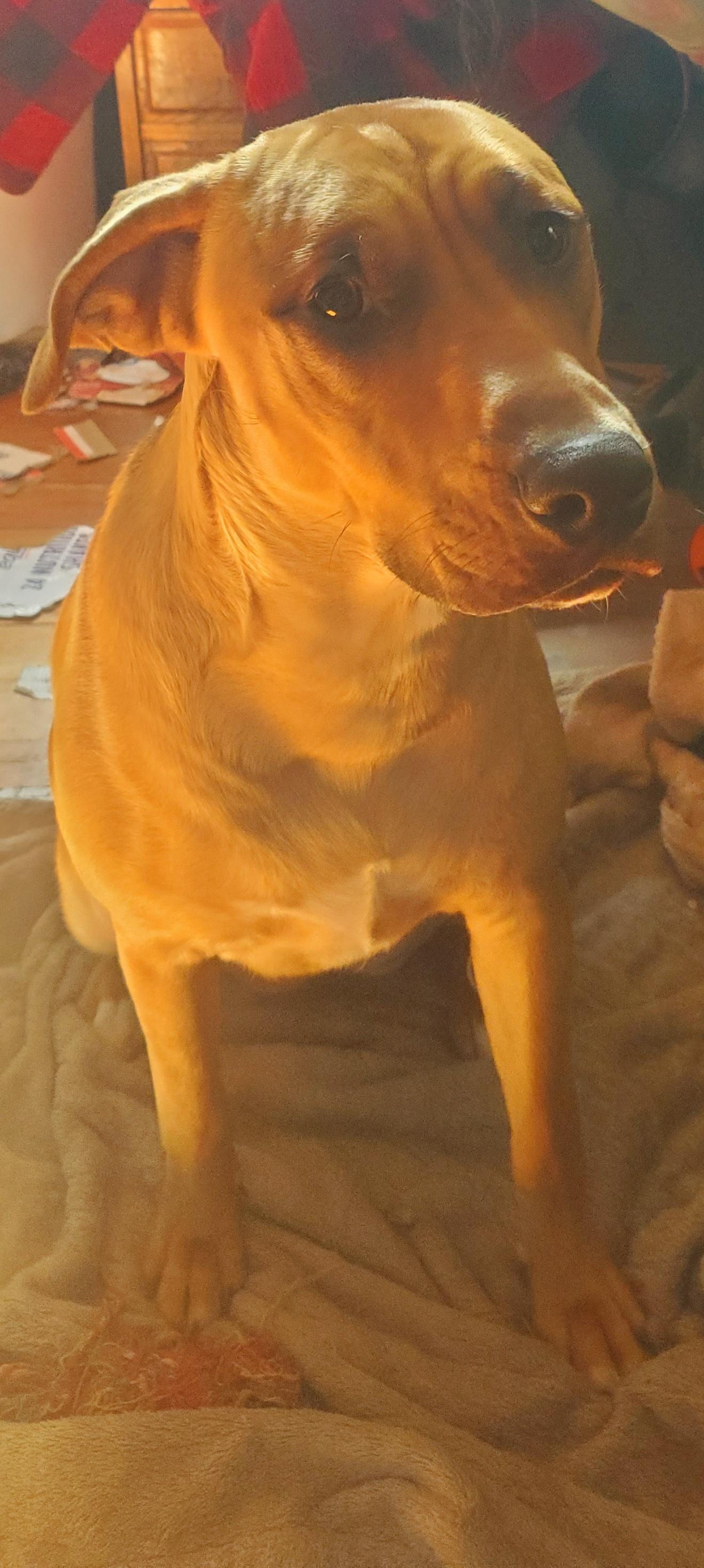 Enlarge Ink, a Adoptable mixed breed in Huntley, IL image 2/5