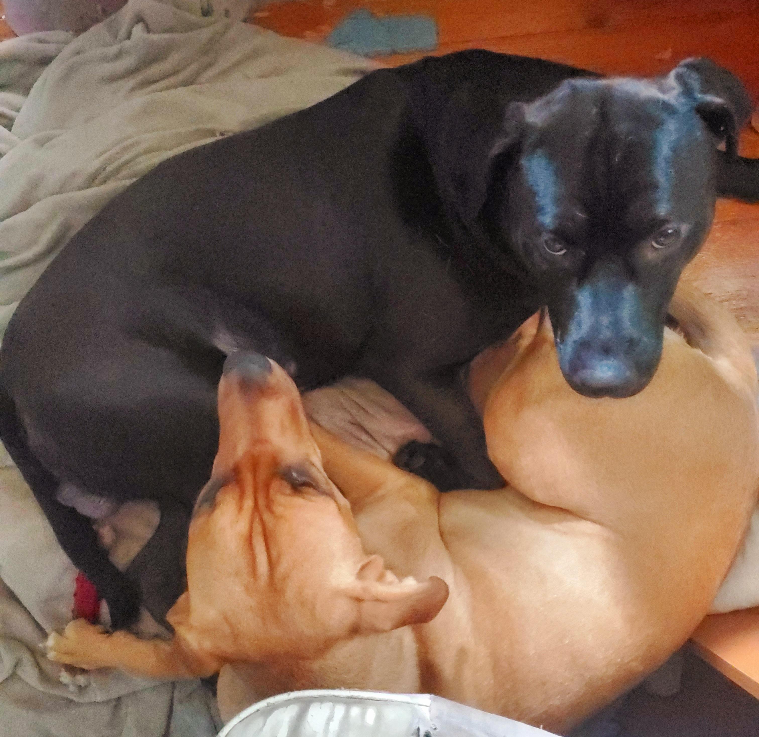 Enlarge Ink, a Adoptable mixed breed in Huntley, IL image 3/5