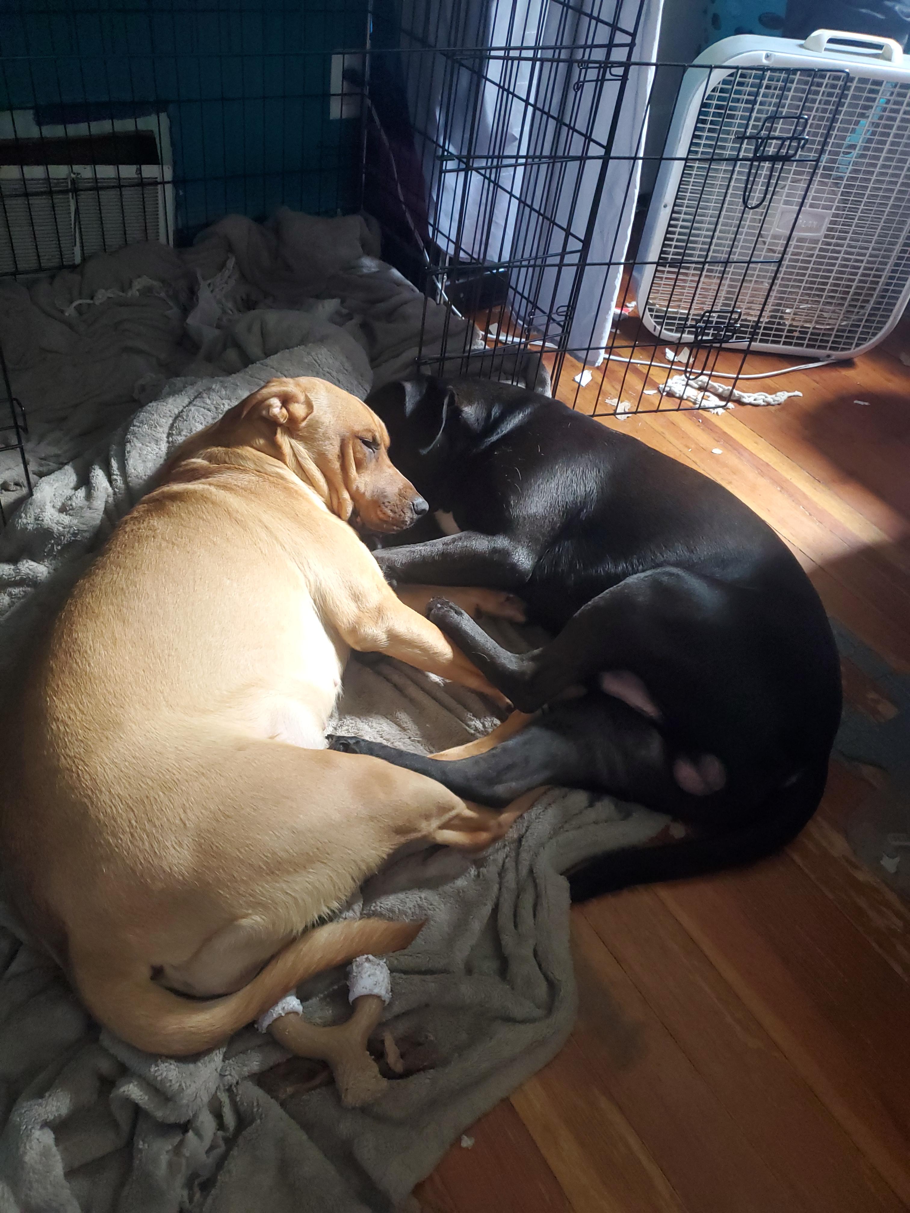 Enlarge Ink, a Adoptable mixed breed in Huntley, IL image 4/5