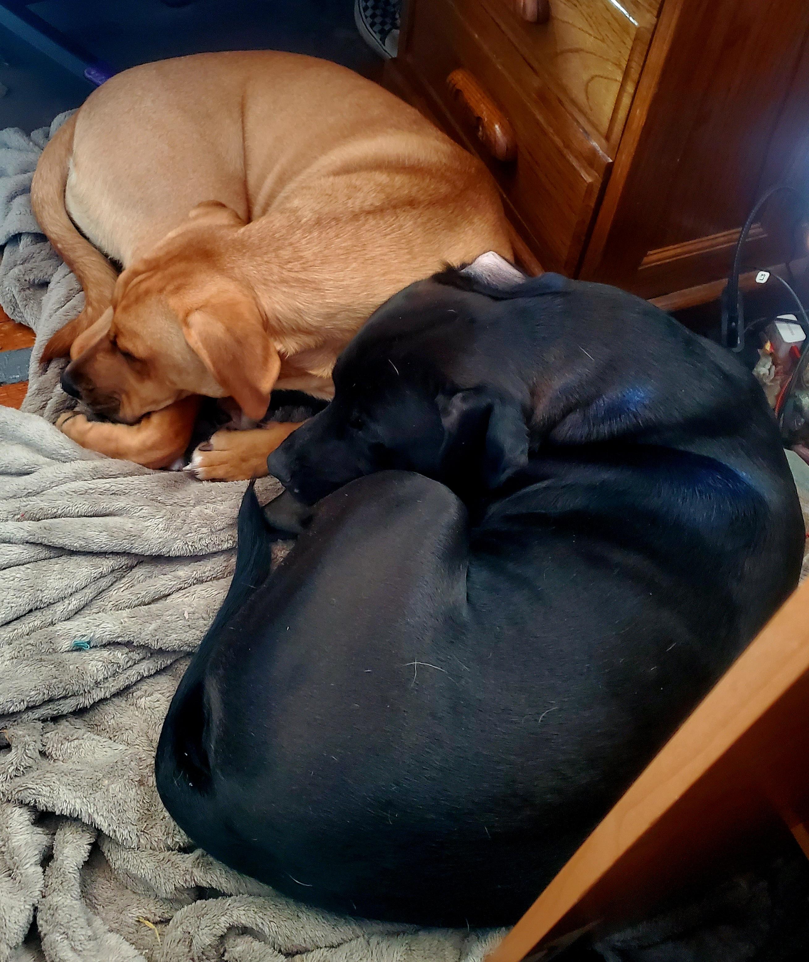 Enlarge Ink, a Adoptable mixed breed in Huntley, IL image 5/5