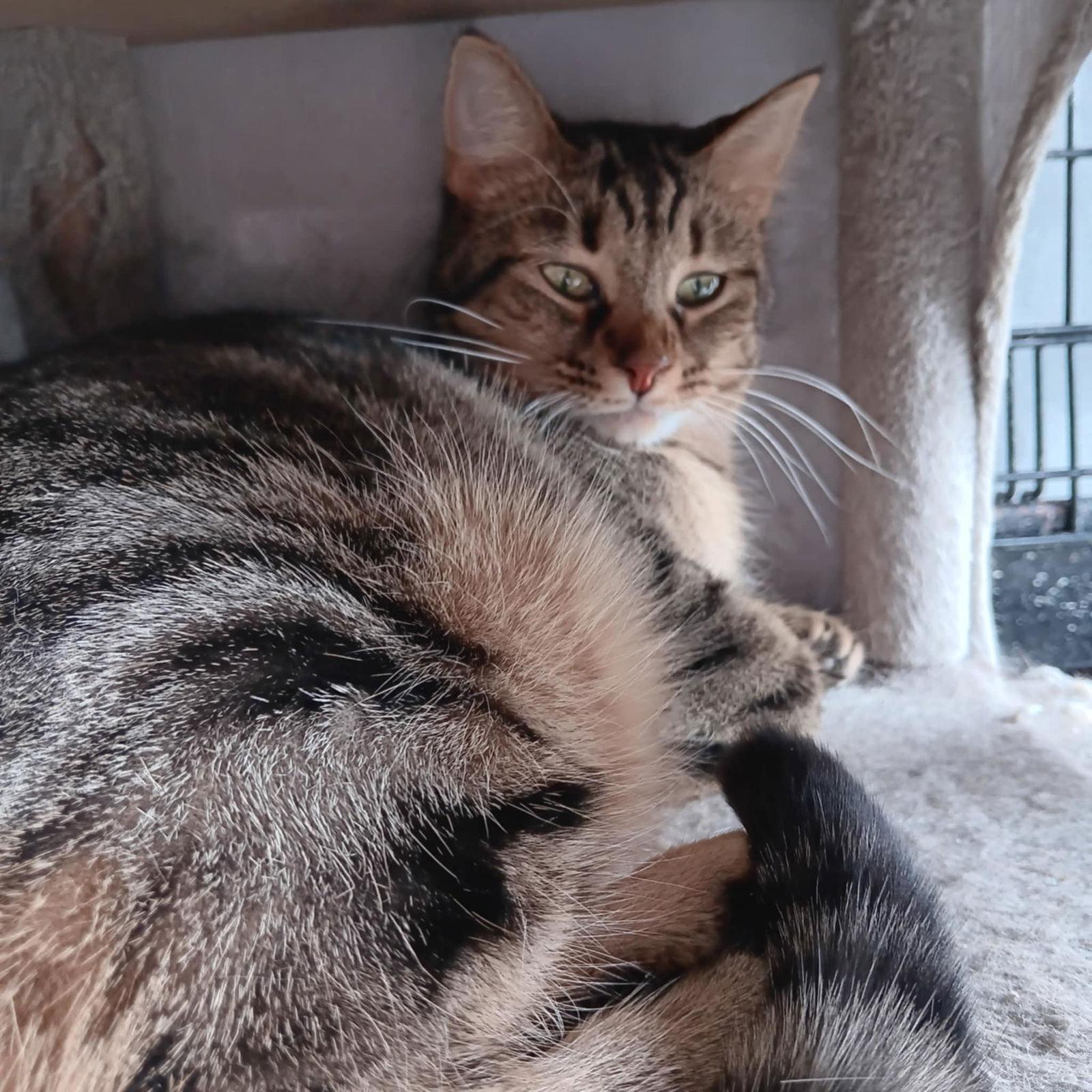 Enlarge Wren, a Adoptable Tabby in Utica, MI image 1/2