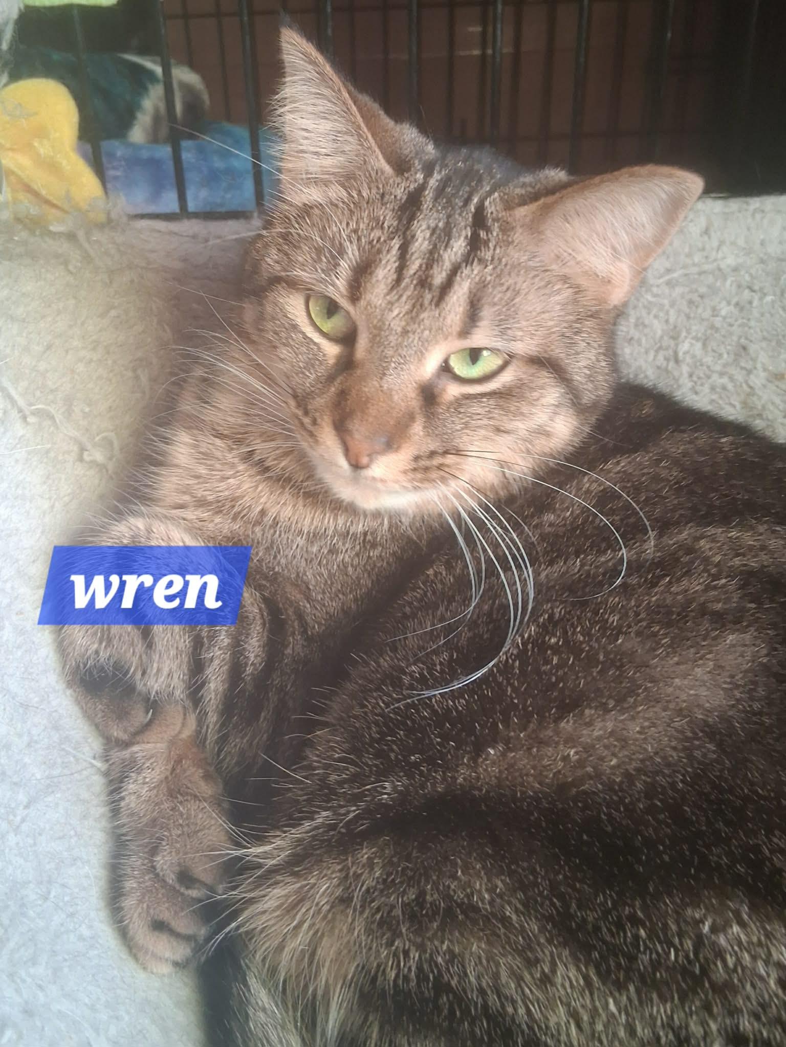 Enlarge Wren, a Adoptable Tabby in Utica, MI image 2/3