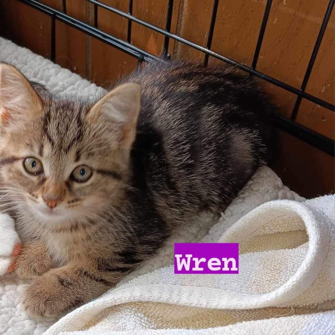 Wren — thumbnail 3