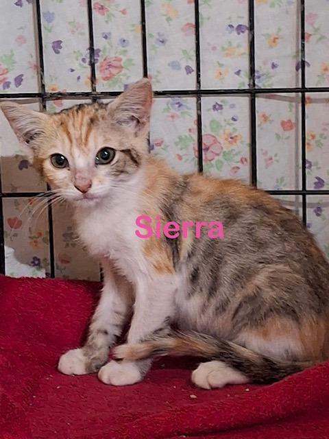 Enlarge SIERRA Kitten, a Adoptable Calico in New Bern, NC image 1/1