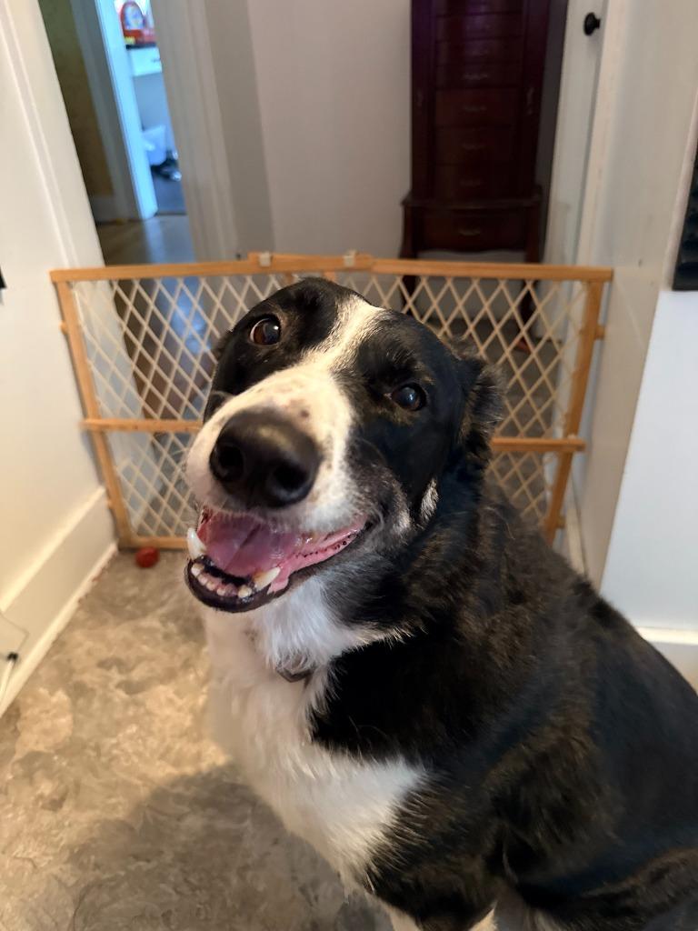 Tucker **COURTESY LISTING**, Adoptable, Adult Male Border Collie.