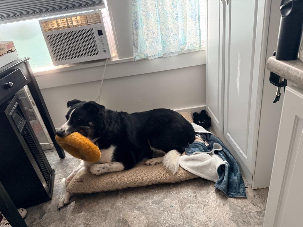 Enlarge Tucker **COURTESY LISTING**, a Adoptable Border Collie in Peru, NY image 2/4