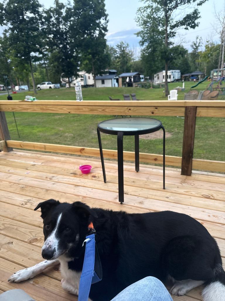 Enlarge Tucker **COURTESY LISTING**, a Adoptable Border Collie in Peru, NY image 3/4