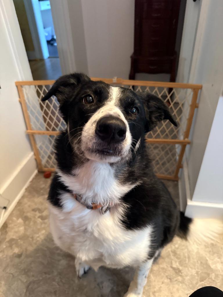 Enlarge Tucker **COURTESY LISTING**, a Adoptable Border Collie in Peru, NY image 4/4