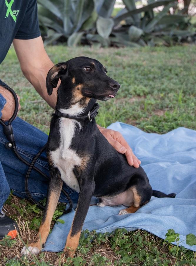 Clyde, ADOPTABLE, Puppy • Male, Australian Kelpie & Mixed Breed.