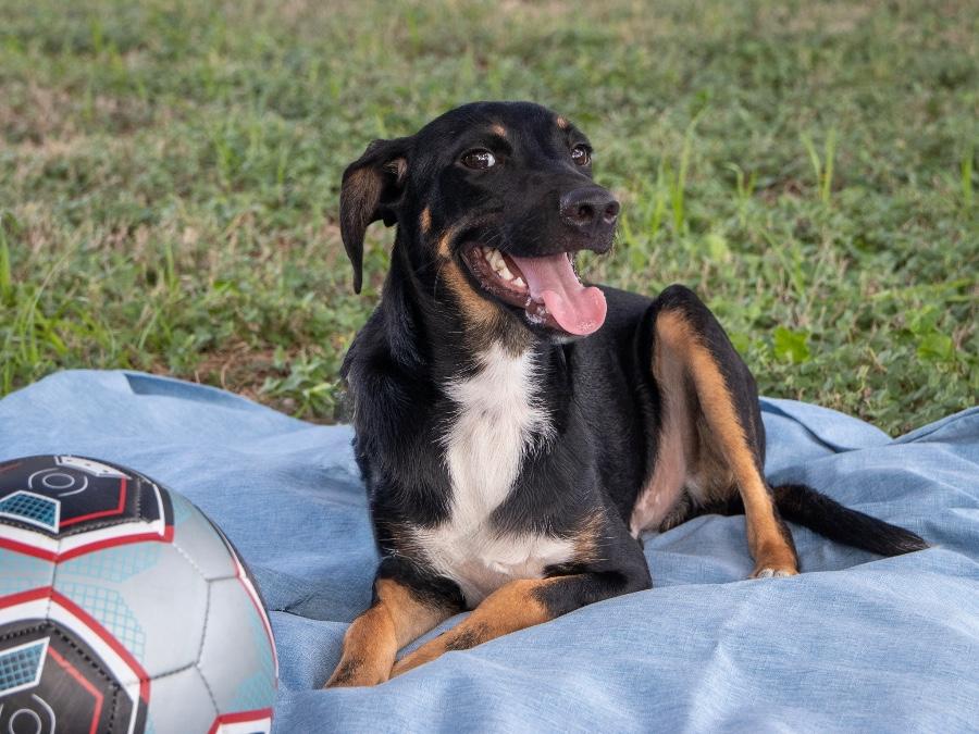 Enlarge Clyde, a Adoptable mixed breed in Wells, VT image 2/3