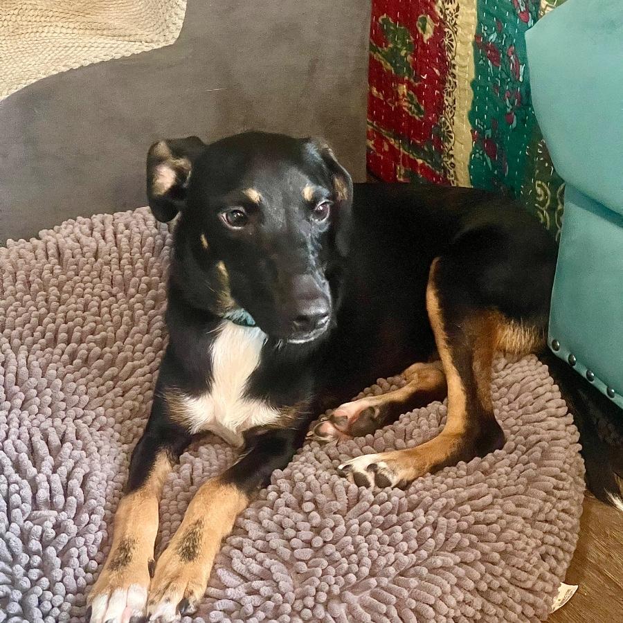 Enlarge Clyde, a Adoptable mixed breed in Wells, VT image 3/3