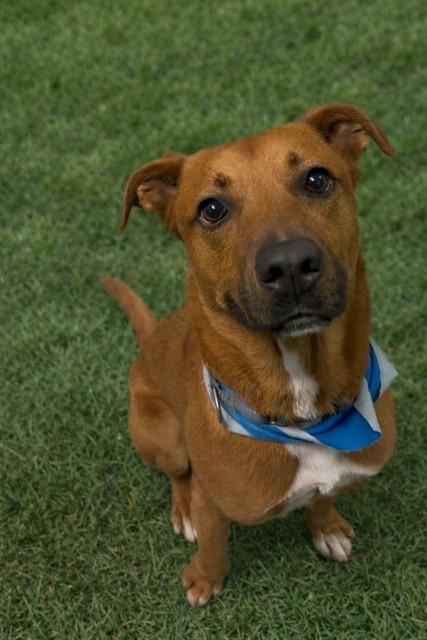 ZEUS, Adoptable, Adult Male German Shepherd Dog & Mixed Breed.