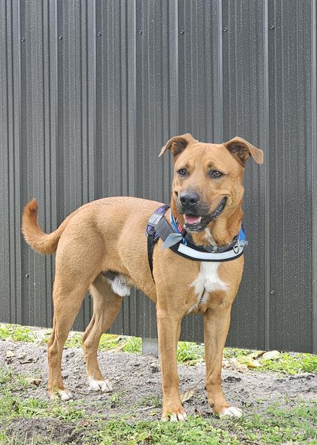 ZEUS, Adoptable, Adult Male German Shepherd Dog & Mixed Breed.