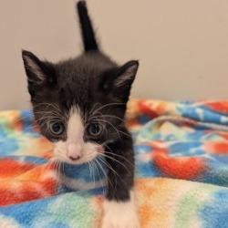 Enlarge Snap, a Adoptable Domestic Short Hair in West Point, MS image 1/1