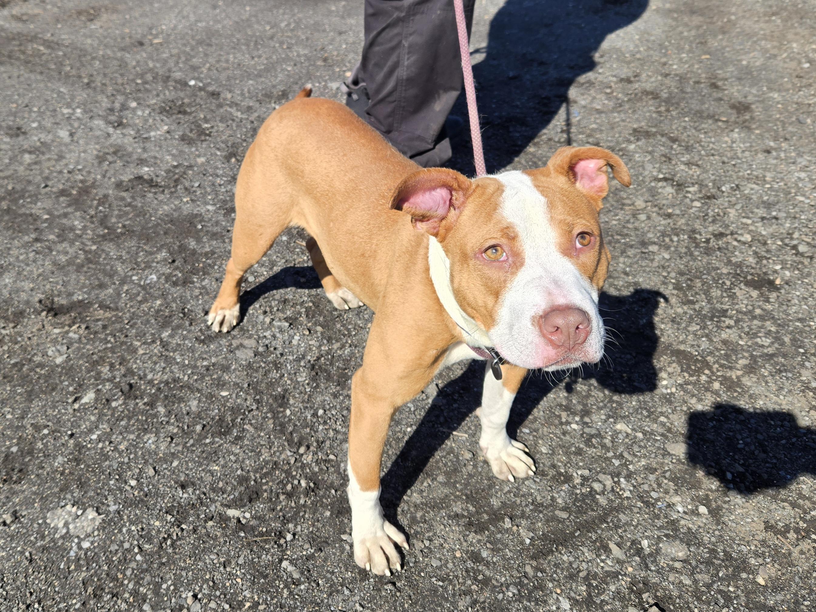 Enlarge Kiwi, a ADOPTABLE Pit Bull Terrier in Trenton, NJ image 2/3
