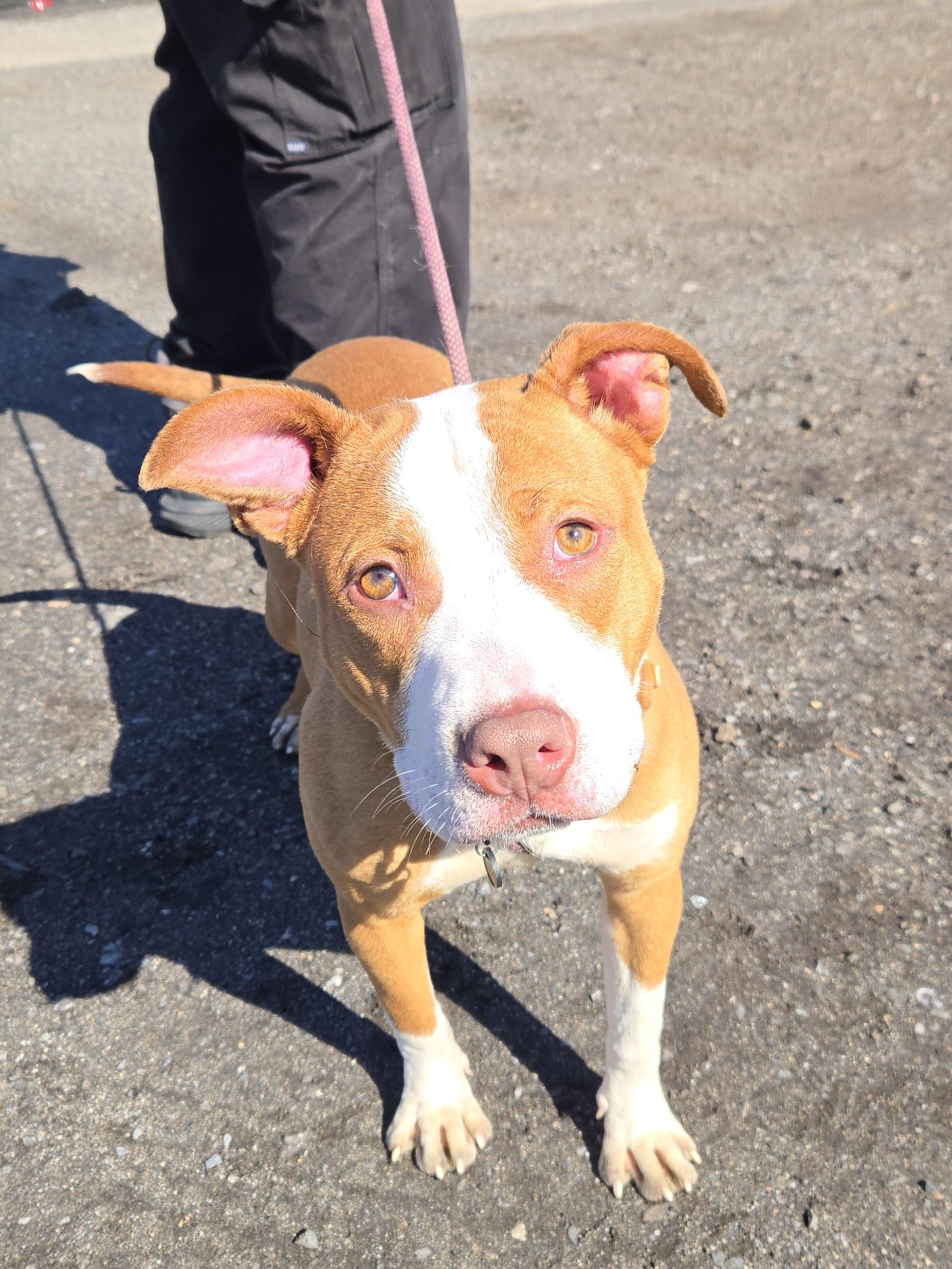 Kiwi, ADOPTABLE, Young Female Pit Bull Terrier.