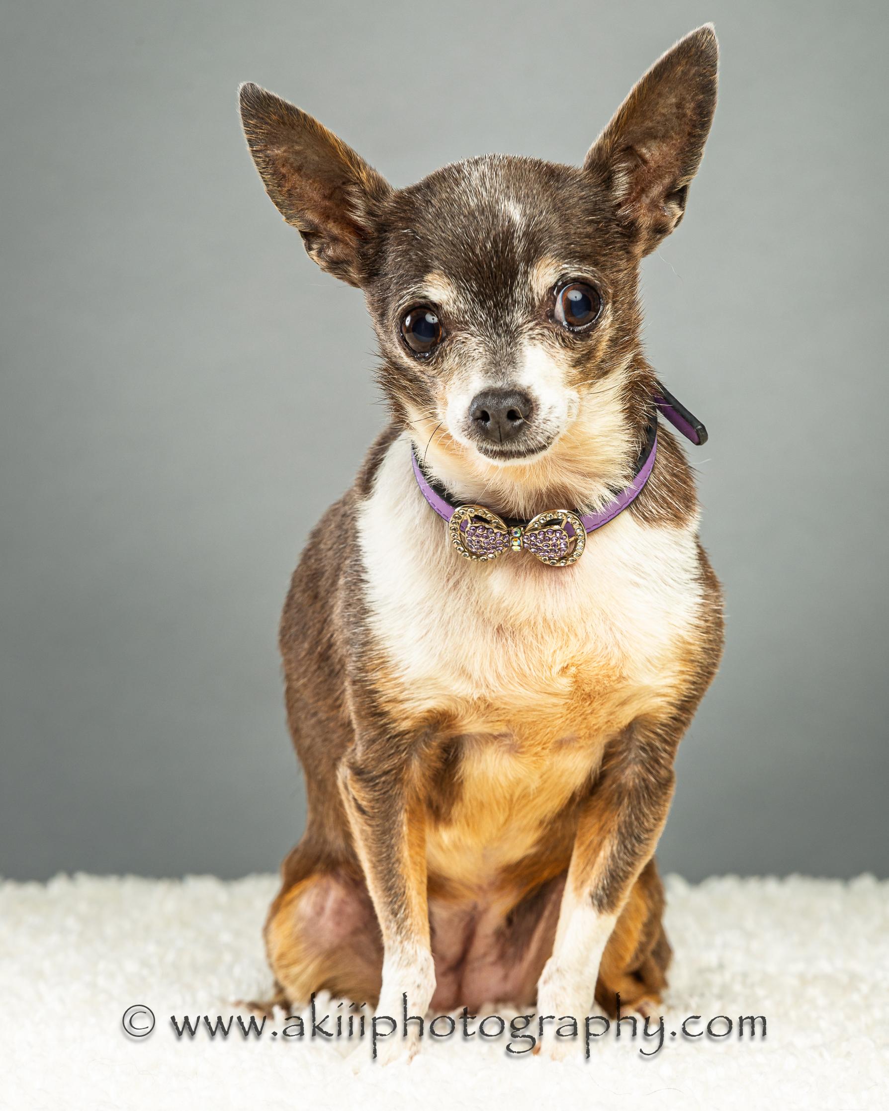 Rosie - Special Needs, a ADOPTABLE Chihuahua in Plano, TX image 3/4