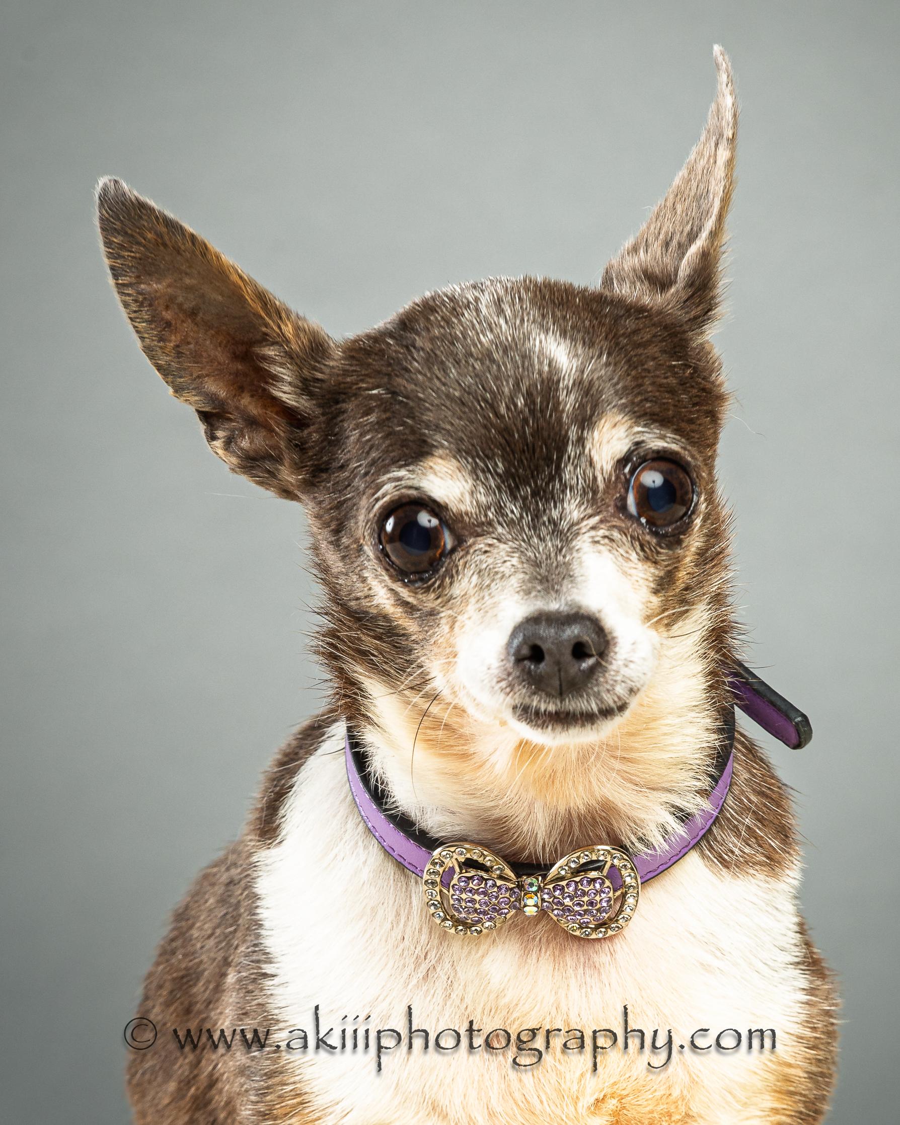 Rosie - Special Needs, a ADOPTABLE Chihuahua in Plano, TX image 2/4