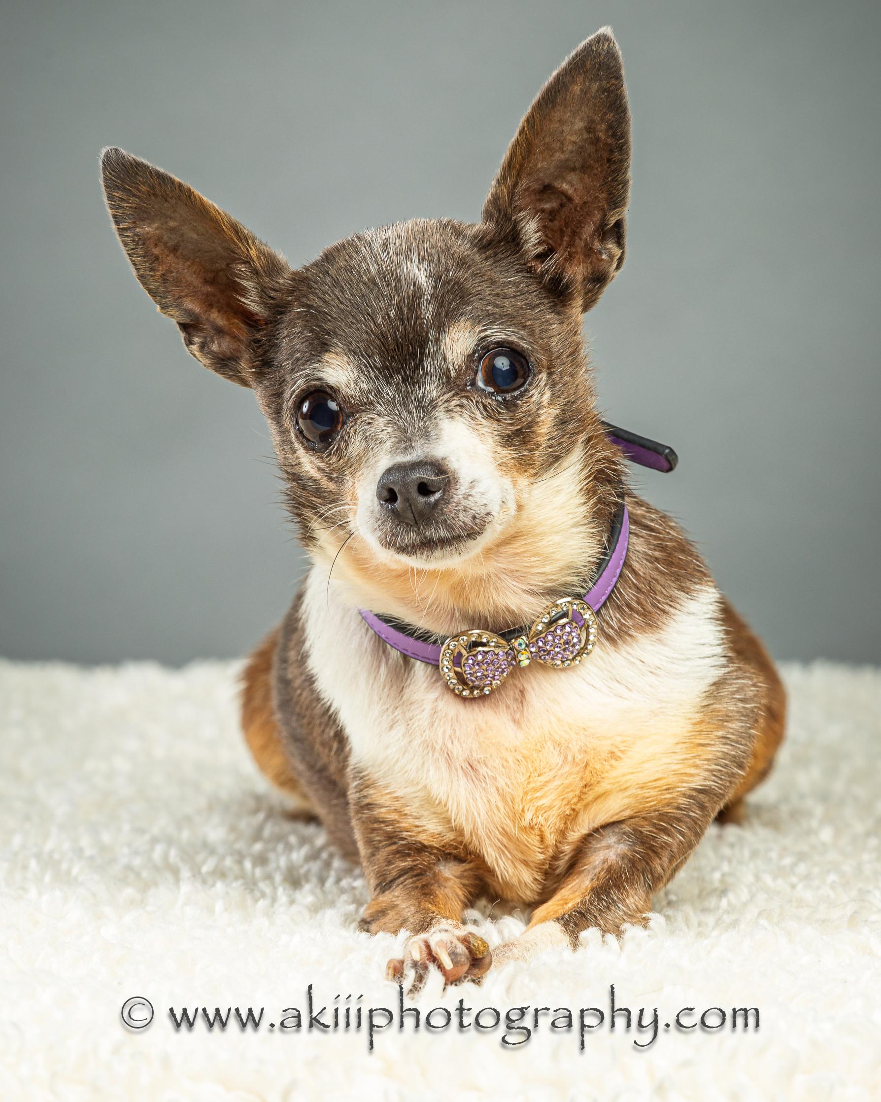 Rosie - Special Needs, a ADOPTABLE Chihuahua in Plano, TX image 1/4