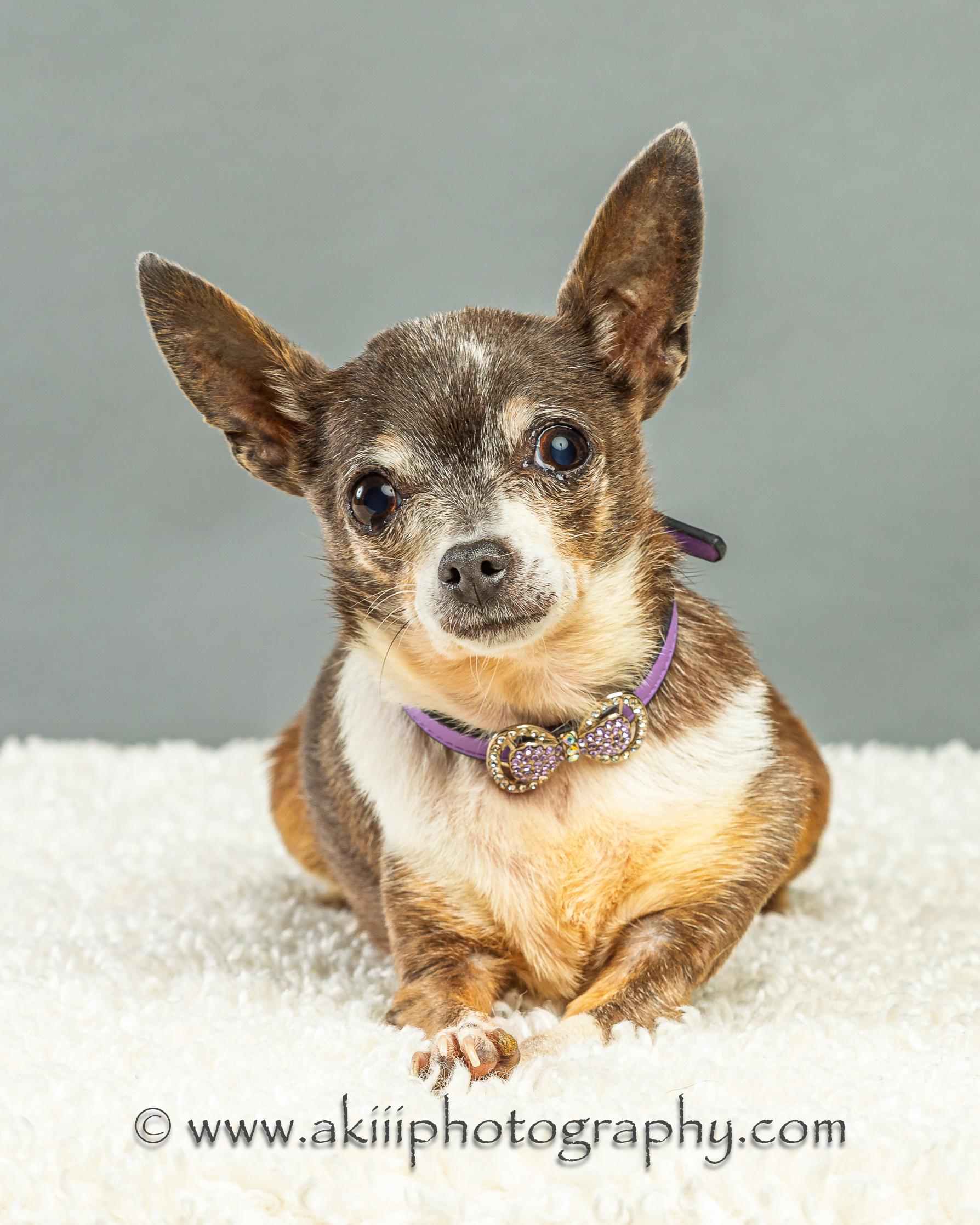Rosie - Special Needs, a ADOPTABLE Chihuahua in Plano, TX image 4/4