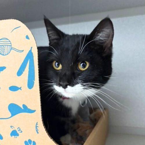 Enlarge FRISBEE, a Adoptable Domestic Short Hair in Aurora, CO image 1/1