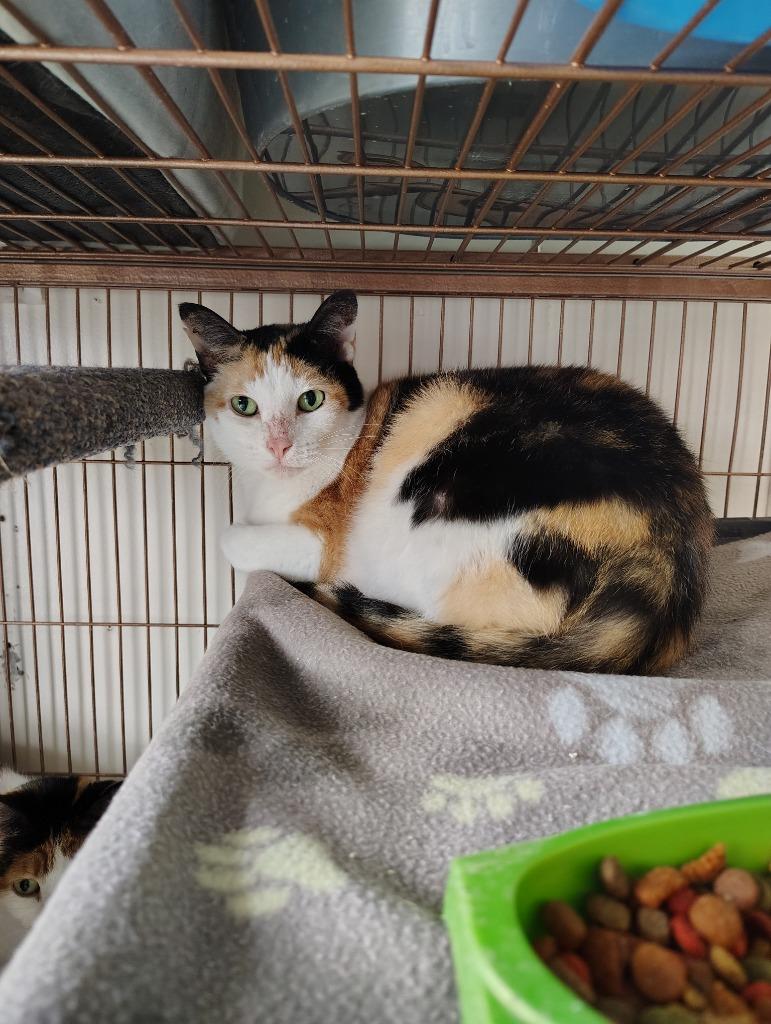 Enlarge Confetti, a Adoptable Calico in Center, TX image 1/1