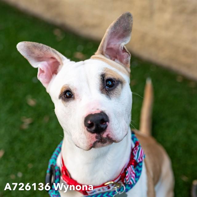 WYNONA, Adoptable, Young Female Pit Bull Terrier.