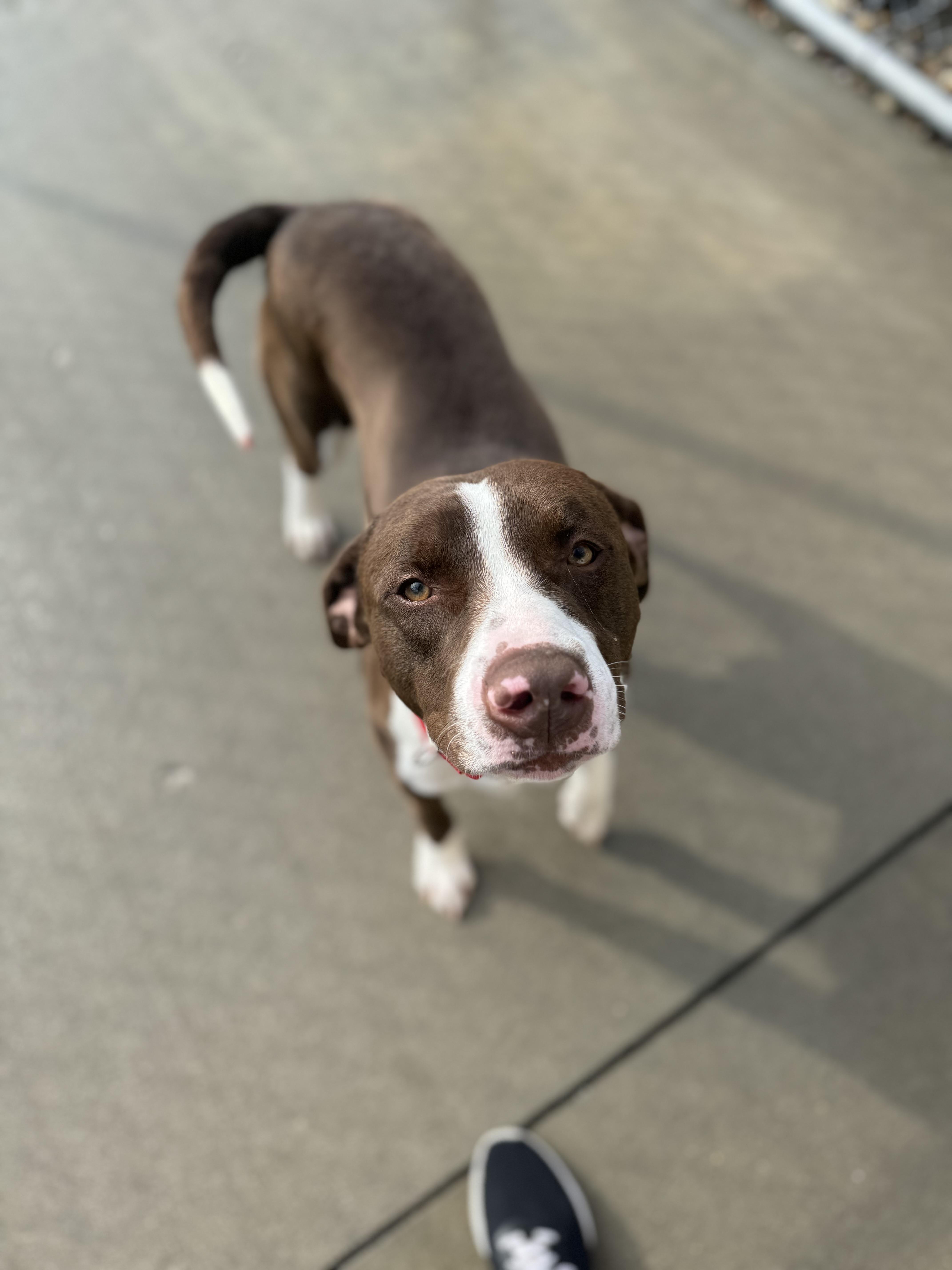 Syd, a Adoptable Terrier in Mansfield, OH image 1/2