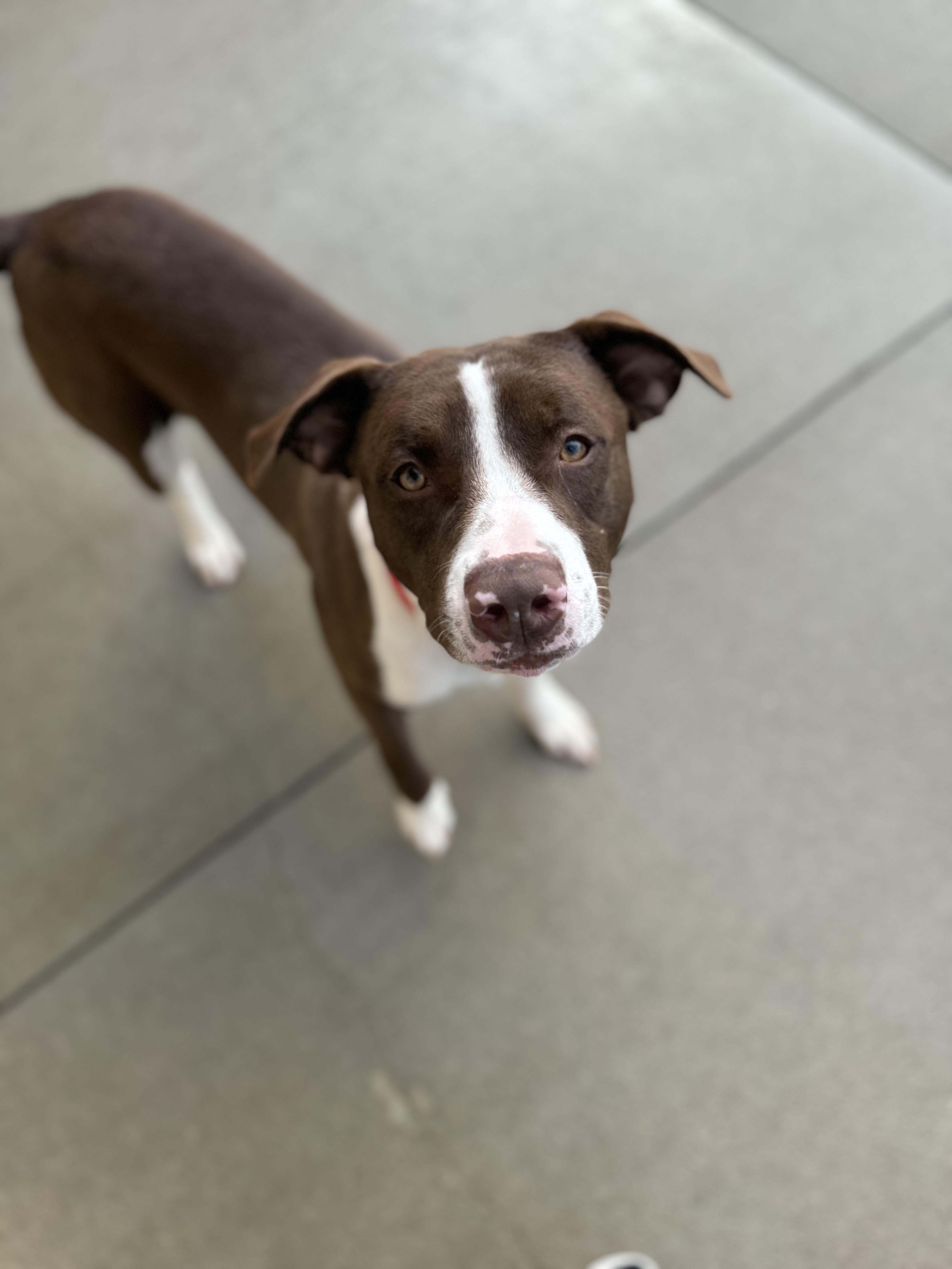 Syd, a Adoptable Terrier in Mansfield, OH image 2/2