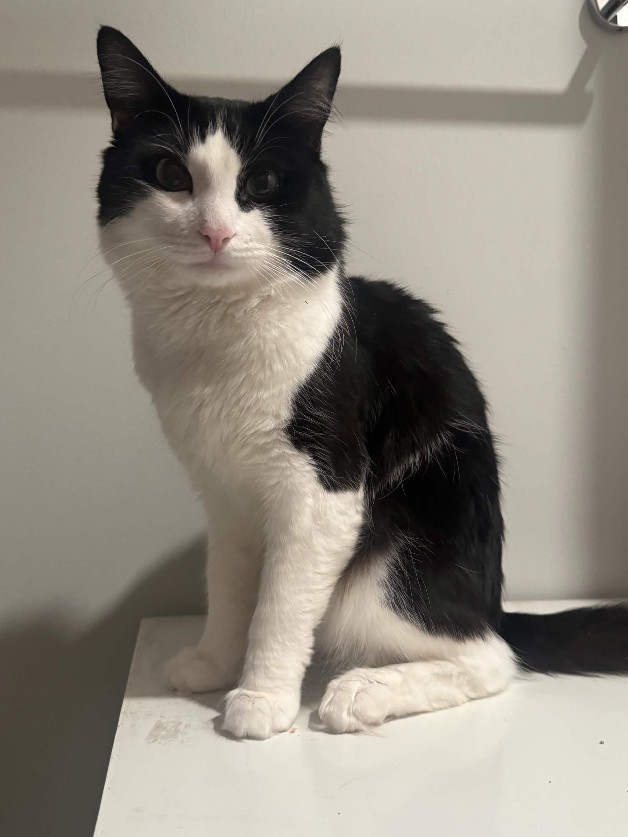 Enlarge Gustavo (Bonded with Athena), a ADOPTABLE Domestic Short Hair in Weehawken, NJ image 3/6