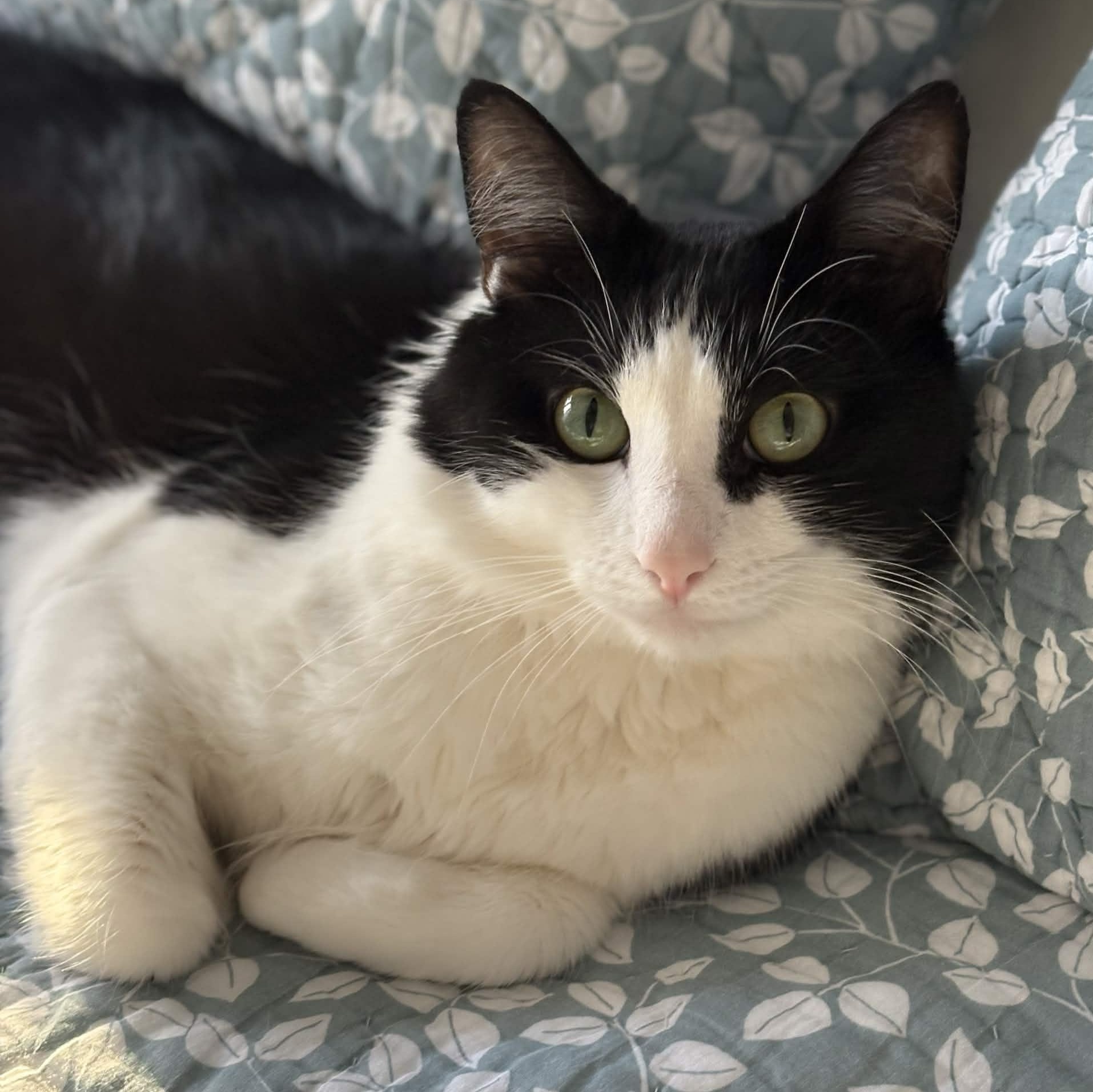 Gustavo (Bonded with Athena), ADOPTABLE, Young Male Domestic Short Hair.