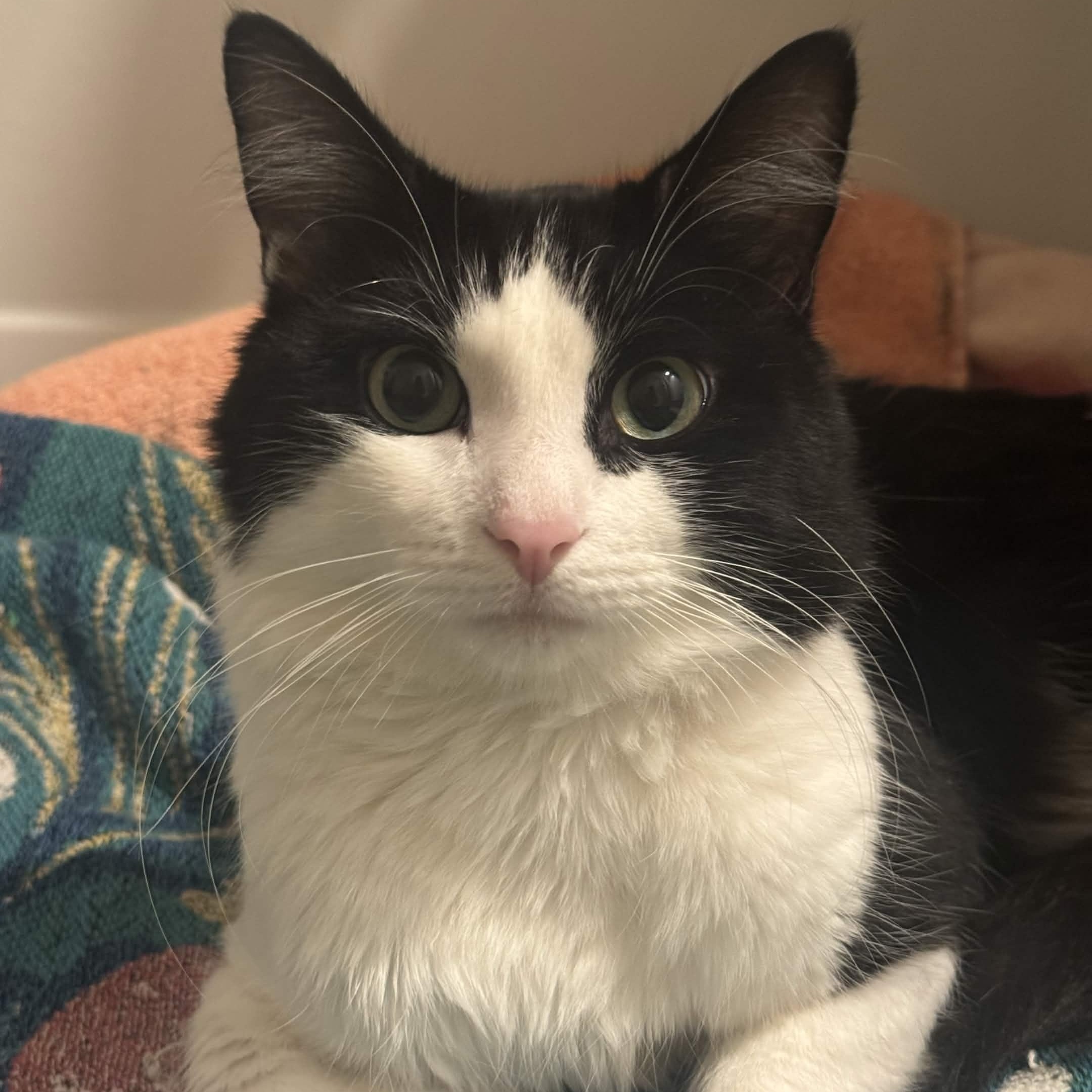 Gustavo, ADOPTABLE, Young Male Domestic Short Hair.