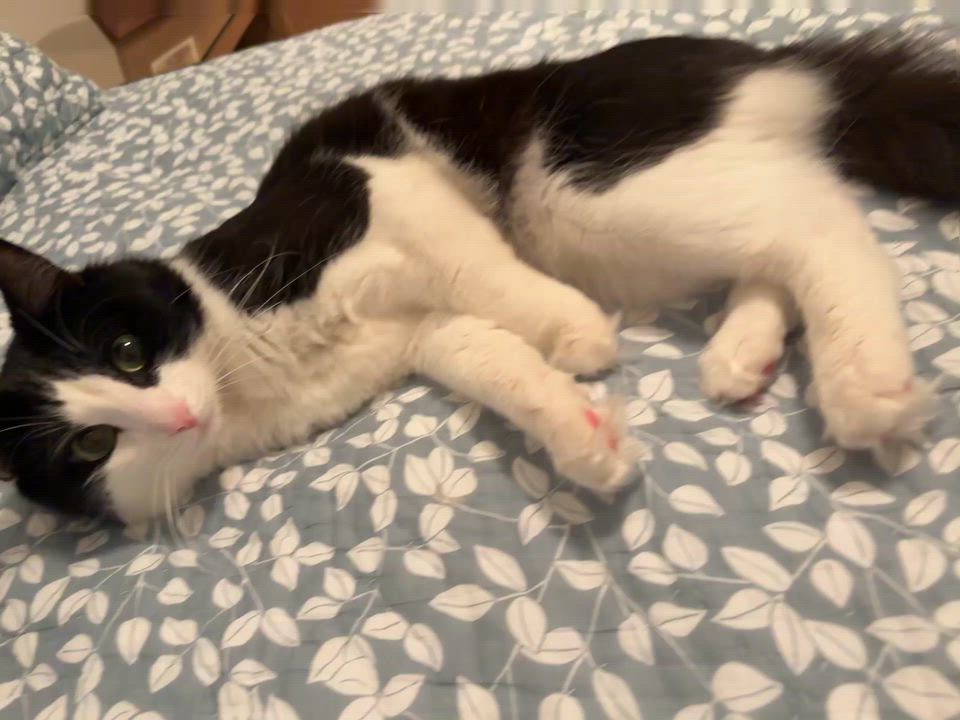 Enlarge Gustavo (Bonded with Athena), a ADOPTABLE Domestic Short Hair in Weehawken, NJ video 5/6