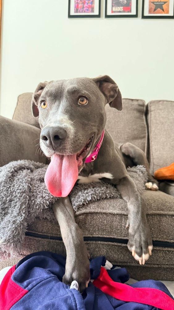 Gracie Jane - NEEDS FOSTER, Adoptable, Adult Female Pit Bull Terrier.